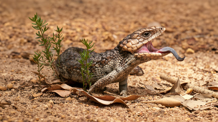 Shingleback Lizard
